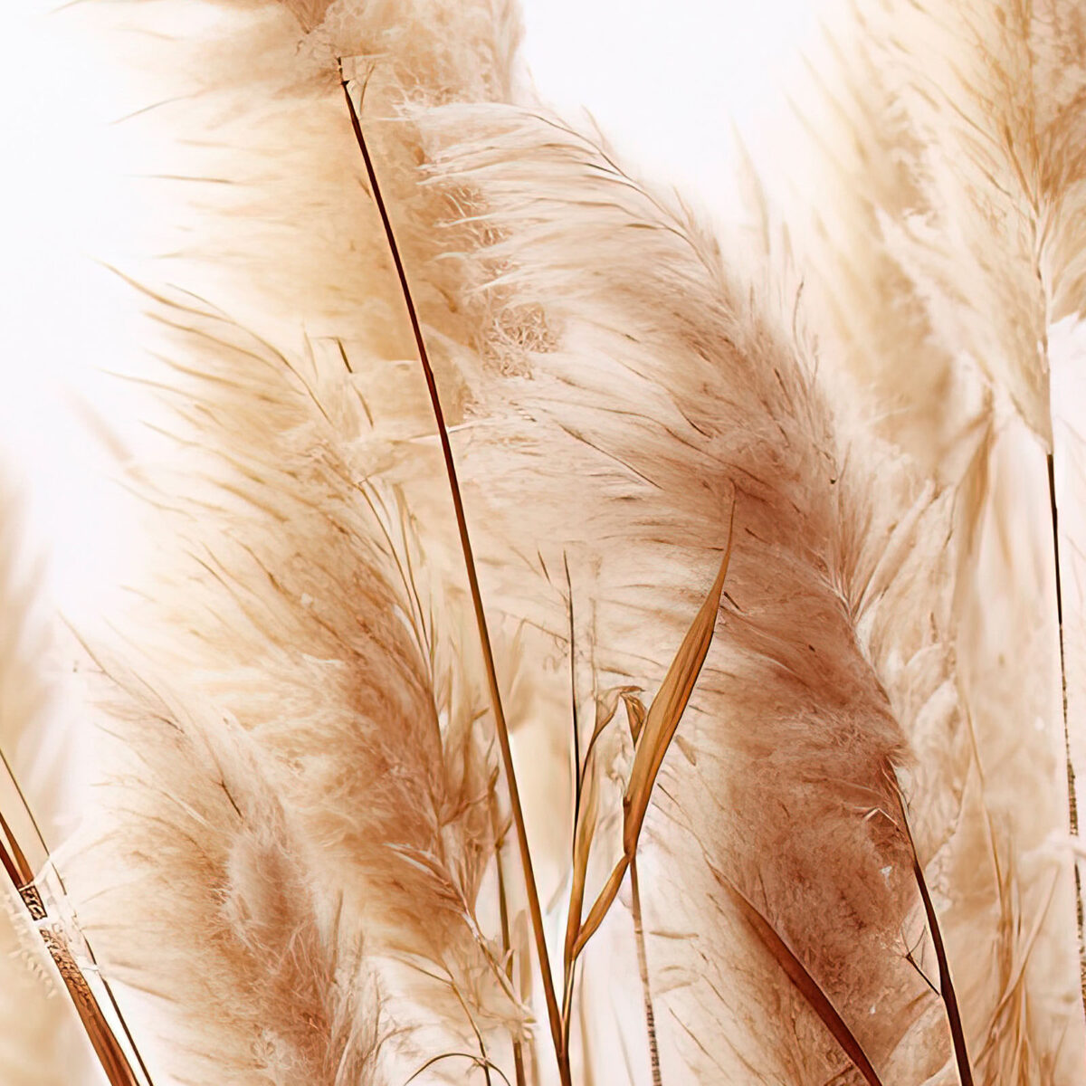 Dried Pampas Grass Closeup
