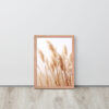 Dried Prairier Pampas Grass | Framed Poster