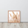 Dried Prairier Pampas Grass | Framed Poster