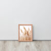 Dried Prairier Pampas Grass | Framed Poster
